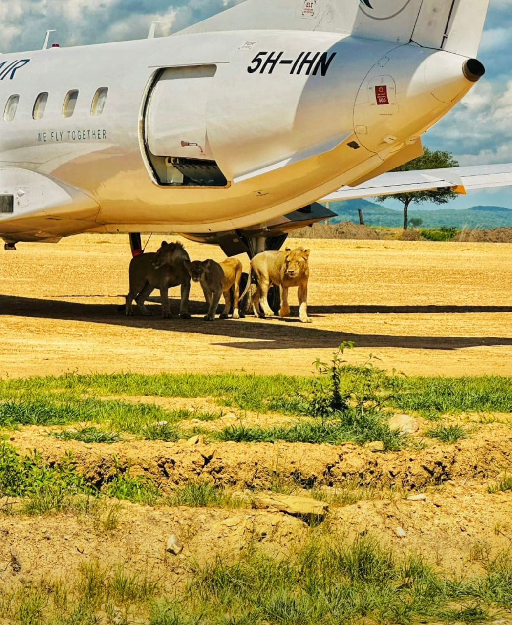 Day Trip Safari — Mikumi National Park